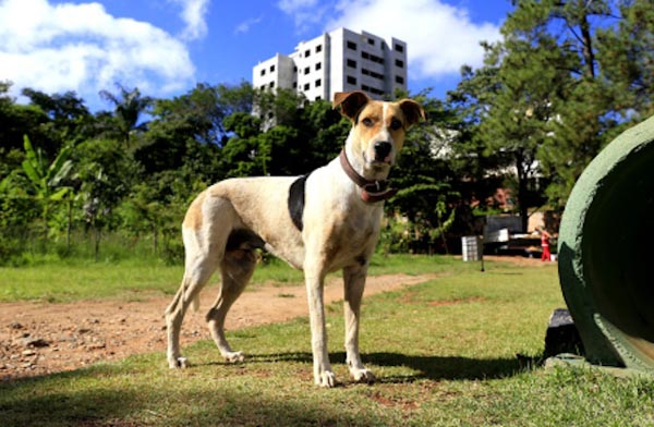 Indicayyo_sugere_criayyo_de_espayos_para_animais_de_estimayyo_em_prayas_Foto_Claudio_Rabelo_CMBH.jpg